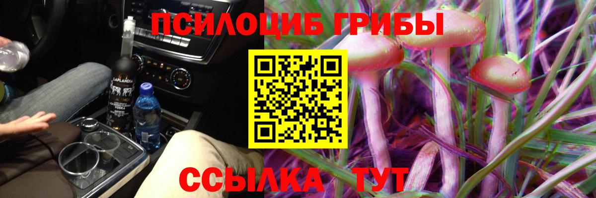 Псилоцибиновые грибы Psilocybine cubensis Губкинский